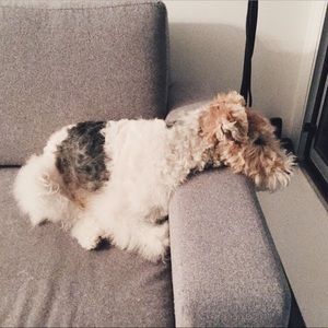 Meet your Posher, Nikita